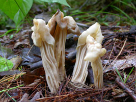 Helvella crispa, various growth forms in habitat.